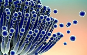 影响臭氧降解真菌毒素的主要因素